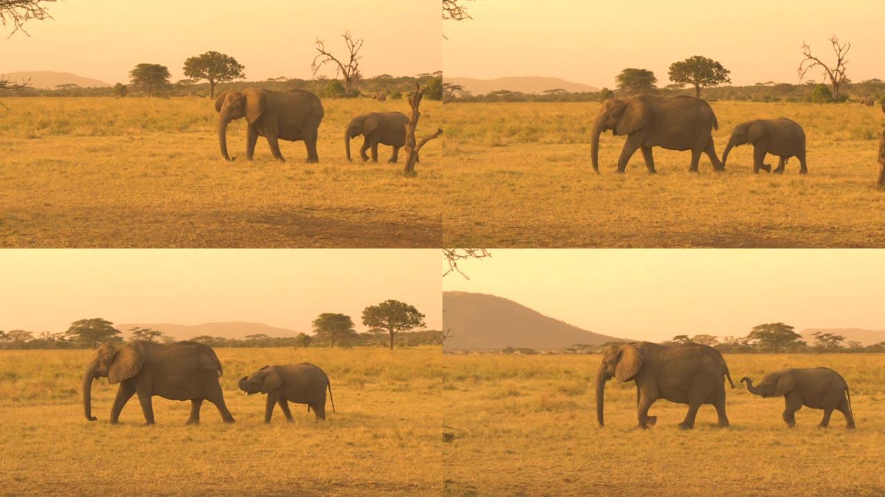 特写: 小象在迷人的金色日落中与母亲的尾巴玩耍