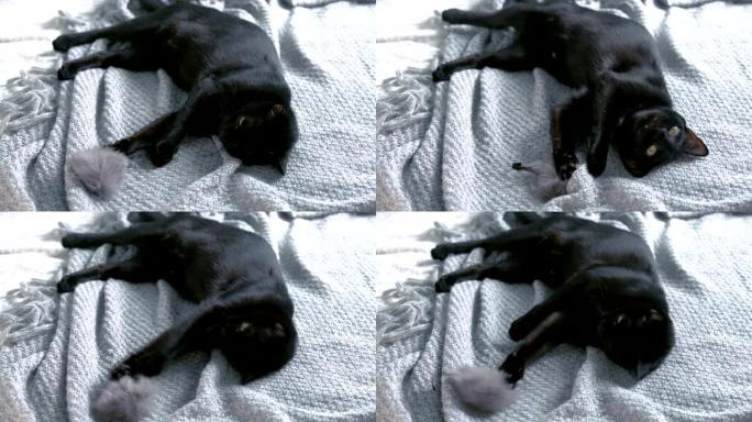可爱的黑猫玩蓬松玩具