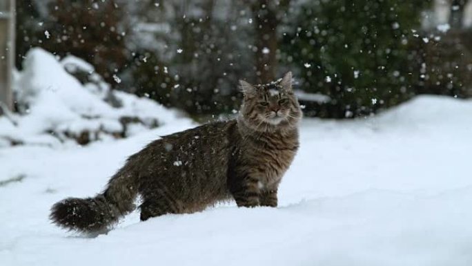 慢动作肖像可爱的灰色老虎猫在白色的冬天欣赏他的第一场雪