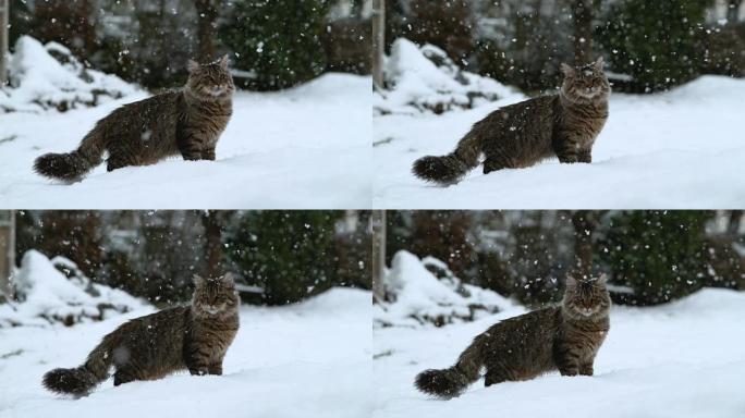 慢动作肖像可爱的灰色老虎猫在白色的冬天欣赏他的第一场雪