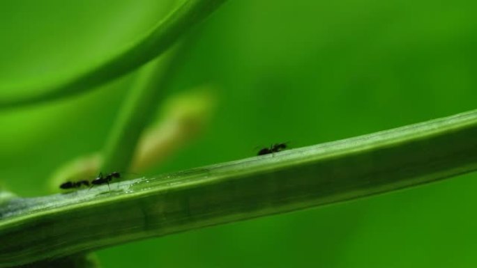 一群蚂蚁在植物藤蔓上行走和进食4k