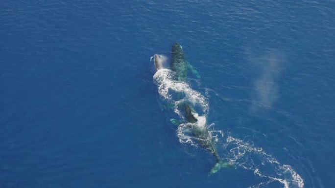 鲸鱼一起游泳鲸鱼浮出水面一群鲸鱼鲸鱼带小