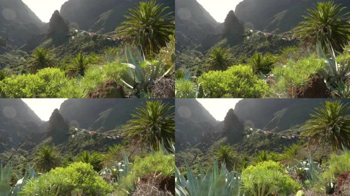 特内里费岛马斯卡山谷多种多样的热带植物区系。温暖的日落灯，UHD