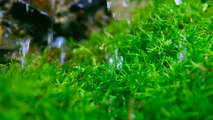 落水的绿色苔藓
