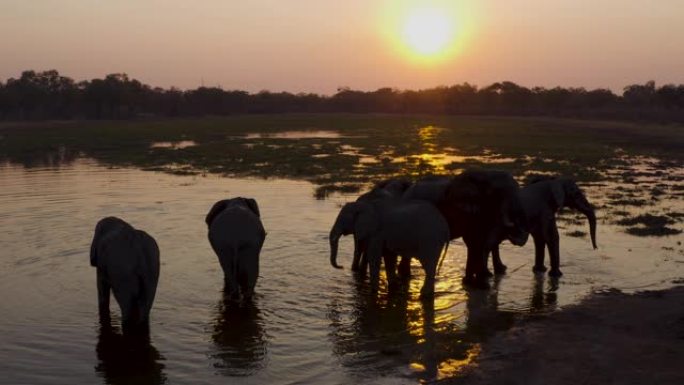 博茨瓦纳奥卡万戈三角洲日落时在河中喝酒的一小群大象的鸟瞰图