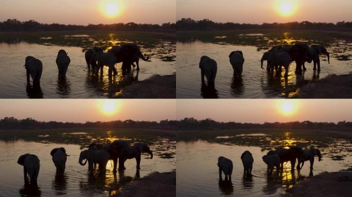 博茨瓦纳奥卡万戈三角洲日落时在河中喝酒的一小群大象的鸟瞰图