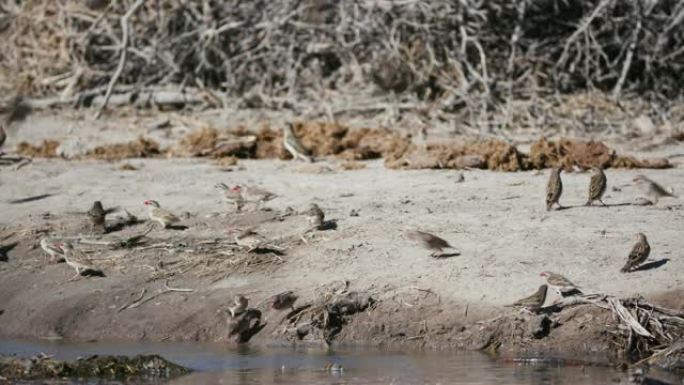 纳米比亚埃托沙国家公园水坑边缘一大群红嘴奎莱人的4k视图