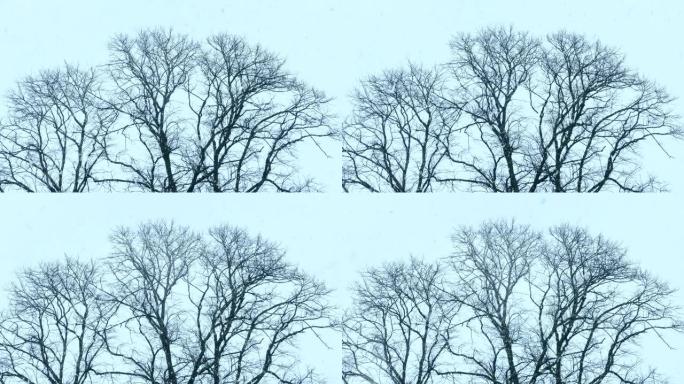 冬雪落在光秃秃的树上
