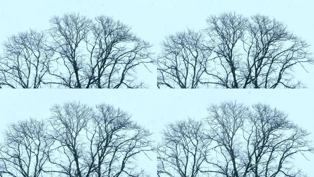 冬雪落在光秃秃的树上