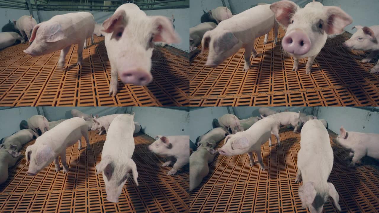 小猪正走向摄像机，嗅它