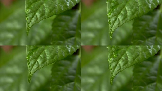 一滴水从绿叶中流下。慢动作镜头。特写镜头。