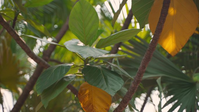 夏天阳光树叶唯美意境植物树叶逆光树林