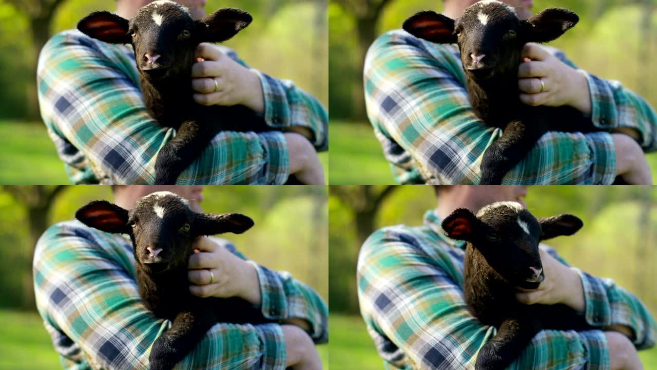 一个年轻英俊而微笑的农民，抱着一只小羊幼崽，在大自然和谷仓的背景下，有跟随和照顾活体动物的经验，