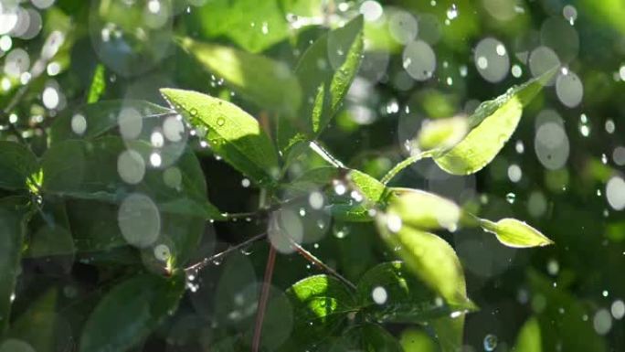 落在植物绿叶上的无数雨滴的慢动作镜头