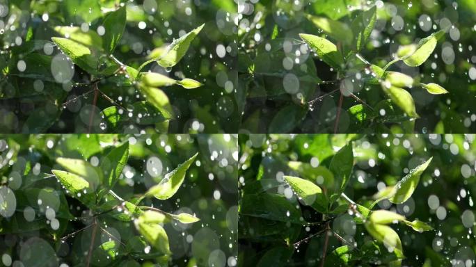 落在植物绿叶上的无数雨滴的慢动作镜头