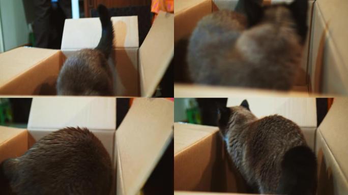 猫玩纸箱萌宠猫猫小猫