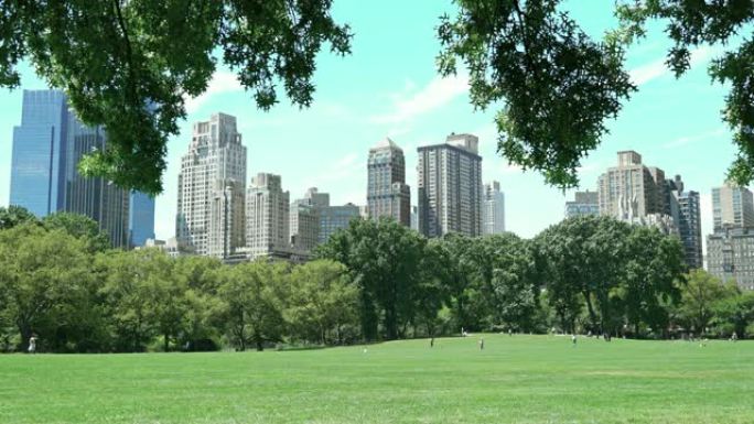 中央公园。纽约美国风光景观树阴下大草坪