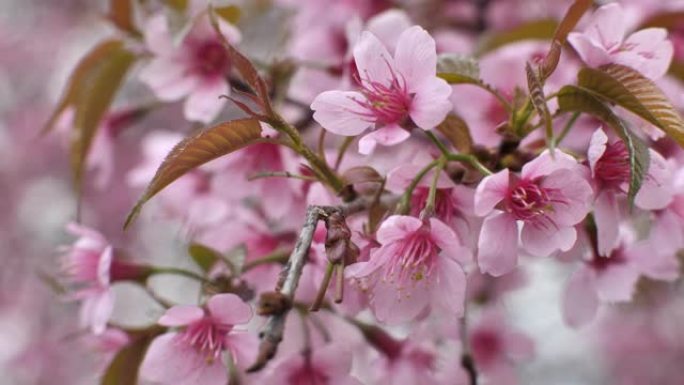 樱花桃花