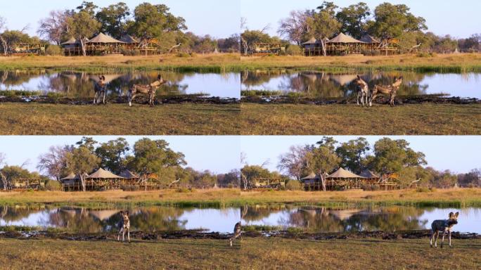 非洲野狗在博茨瓦纳奥卡万戈三角洲图卢迪野生动物园营地前的水坑里喝酒