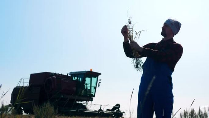 农业技术员正在观察一缕小麦
