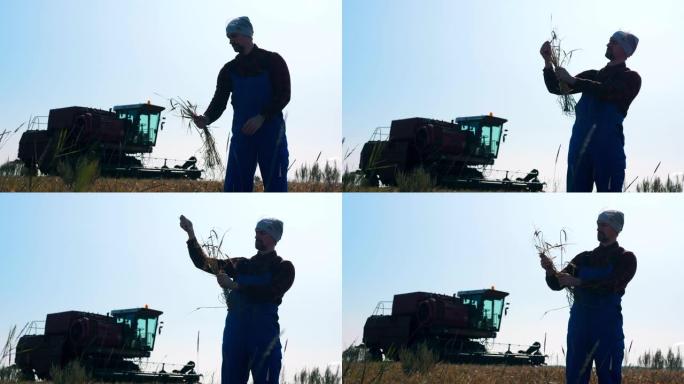 农业技术员正在观察一缕小麦