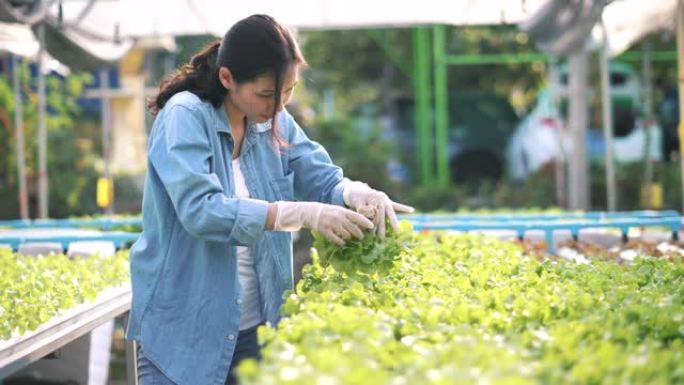 亚洲妇女在水培农场收获