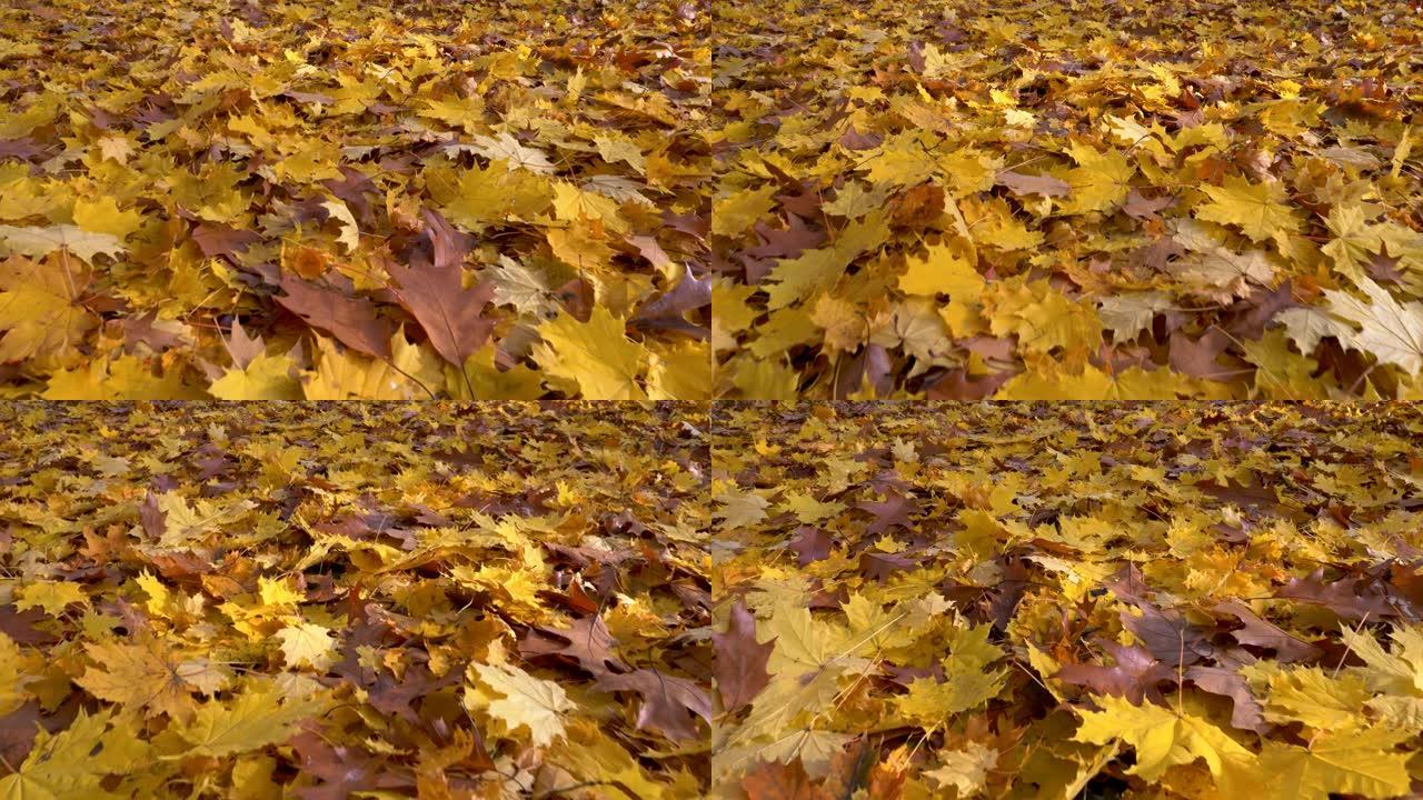 秋叶背景概念。美丽的彩色黄色和棕色叶子。万向节射击，4K