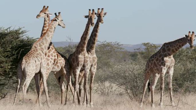 纳米比亚Etosha国家公园，5只雄性长颈鹿对着摄像机的4K镜头