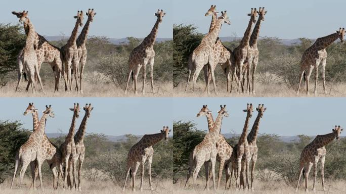 纳米比亚Etosha国家公园，5只雄性长颈鹿对着摄像机的4K镜头