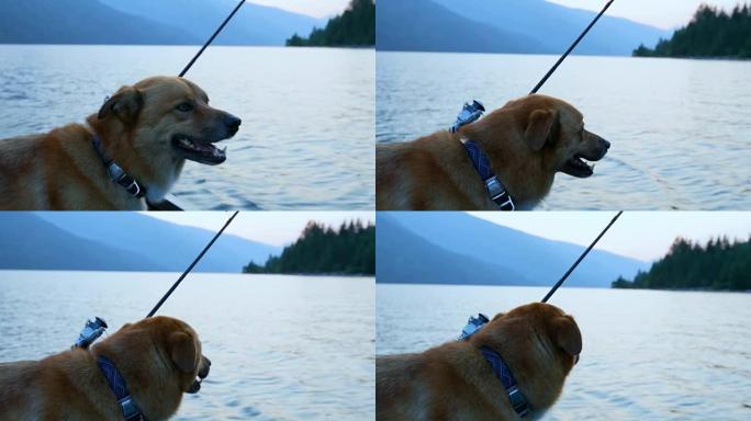 狗在4k船上旅行小狗