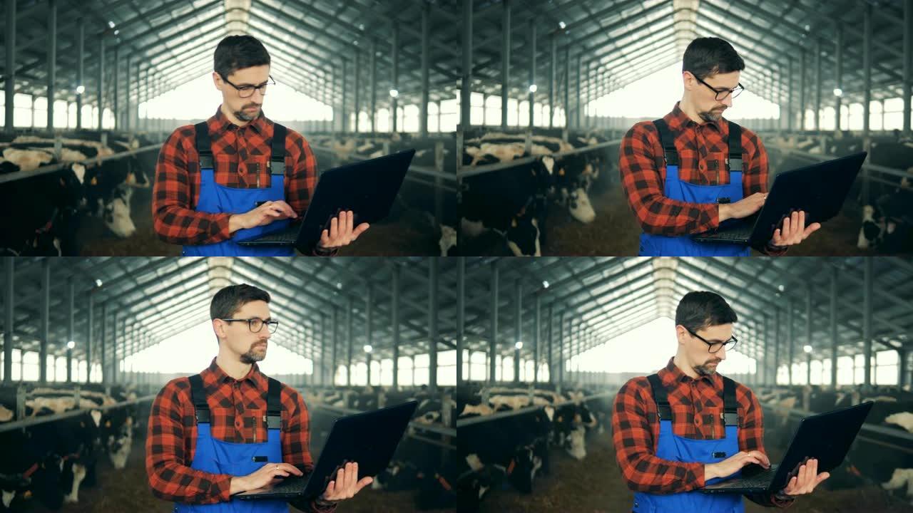 一名男子用笔记本电脑工作，走在牛棚里，特写镜头。