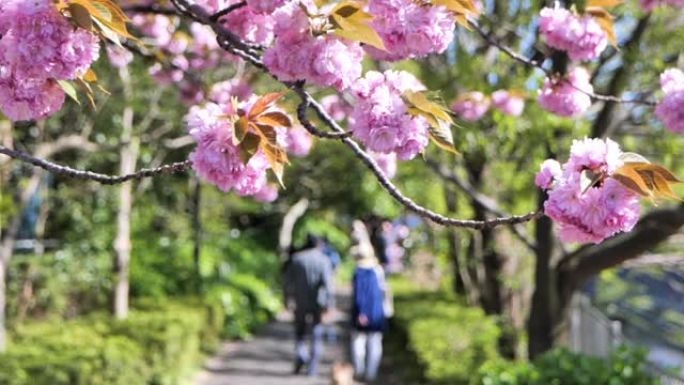 日本人沿着一排樱花树散步