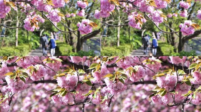 日本人沿着一排樱花树散步