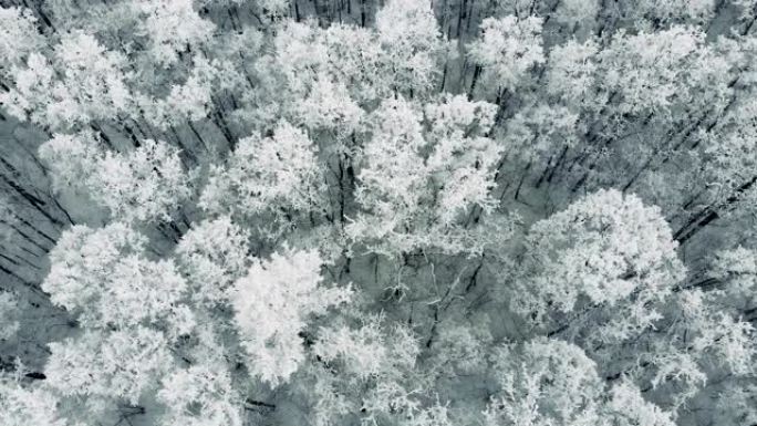 鸟瞰一片美丽的松树森林在雪中畏缩。