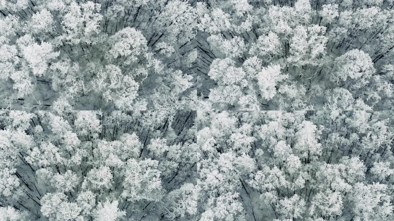 鸟瞰一片美丽的松树森林在雪中畏缩。