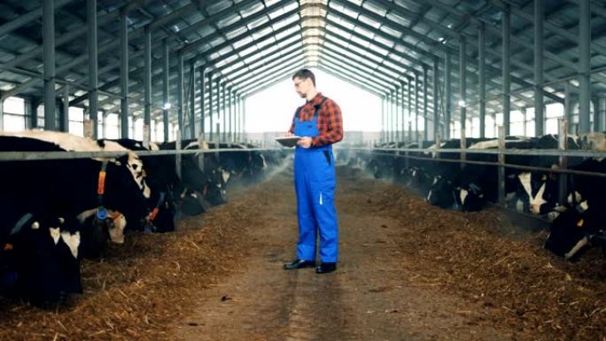 Cowhouse与一名男性员工和许多母牛