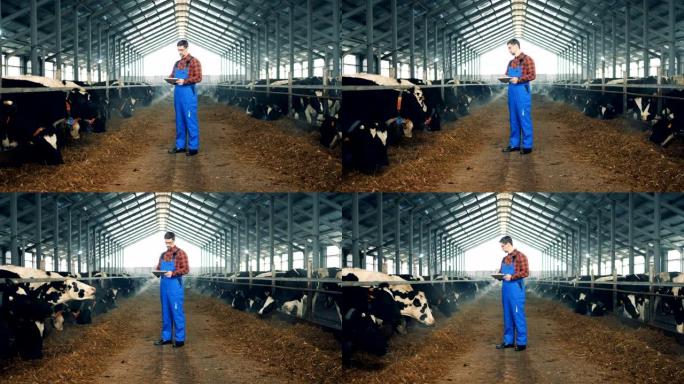 Cowhouse与一名男性员工和许多母牛