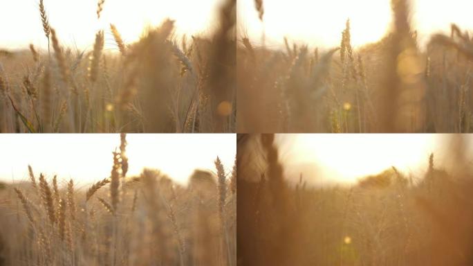 小麦作物大麦田和日落，慢动作
