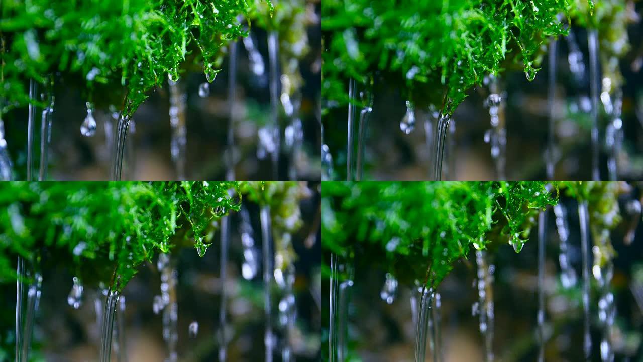 落水的绿色苔藓落水的绿色苔藓溪流