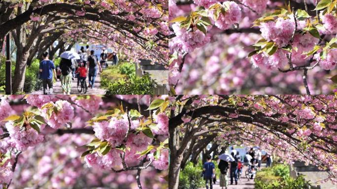 日本人沿着一排樱花树散步