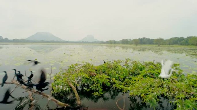 WS白鹭在斯里兰卡宁静的河上飞行
