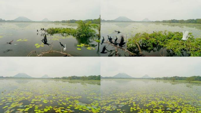 WS白鹭在斯里兰卡宁静的河上飞行