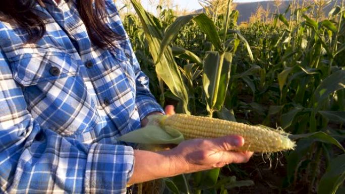 一位女农民的双手张开并期望收获前健康玉米芯的质量的特写镜头