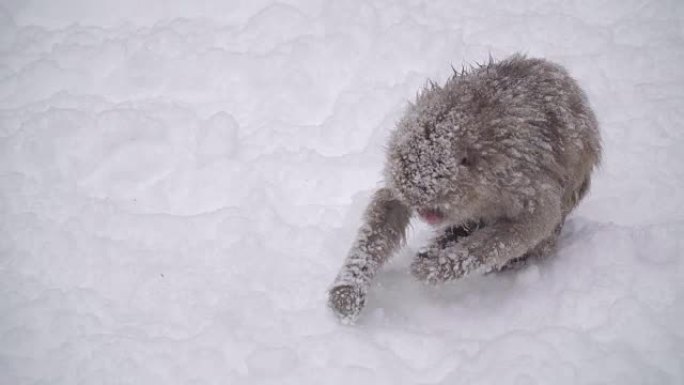 冬季，日本长野的日本猕猴或雪猴与温泉在雪猴公园或jigokudaani Yaen-Koen