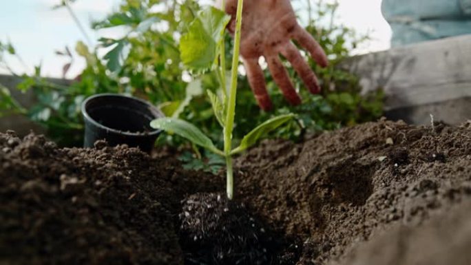 铜超慢动作手将植物幼苗滴入花园土壤