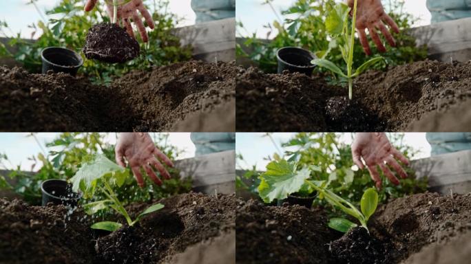 铜超慢动作手将植物幼苗滴入花园土壤