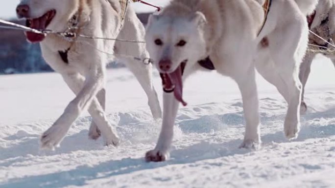 SLO MO雪橇犬在雪地里赛跑
