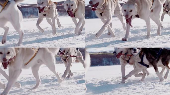 SLO MO雪橇犬在雪地里赛跑