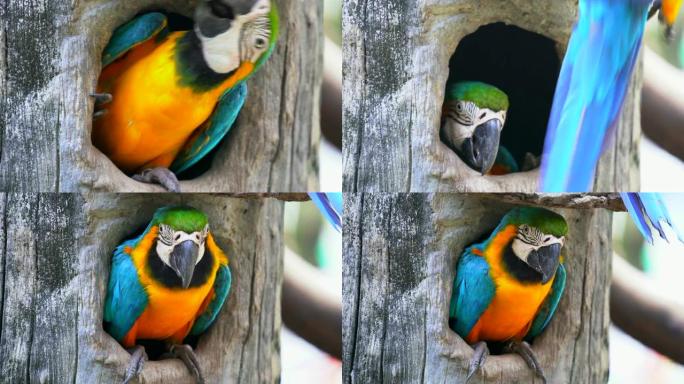 木空心金刚鹦鹉自然景色鸟素材实拍