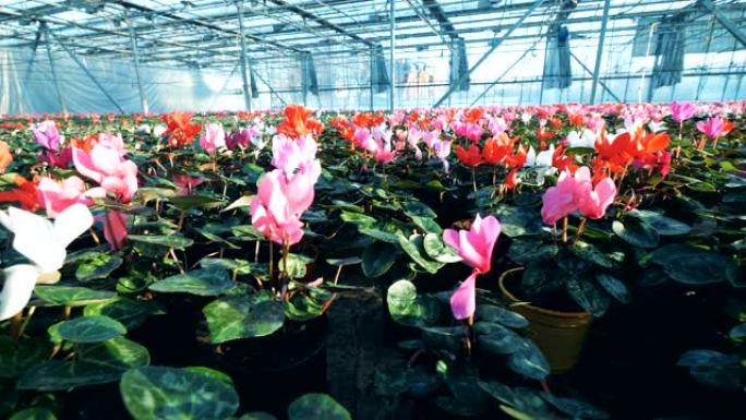 红色和粉红色的仙客来生长在一个大温室中，放在花盆中。